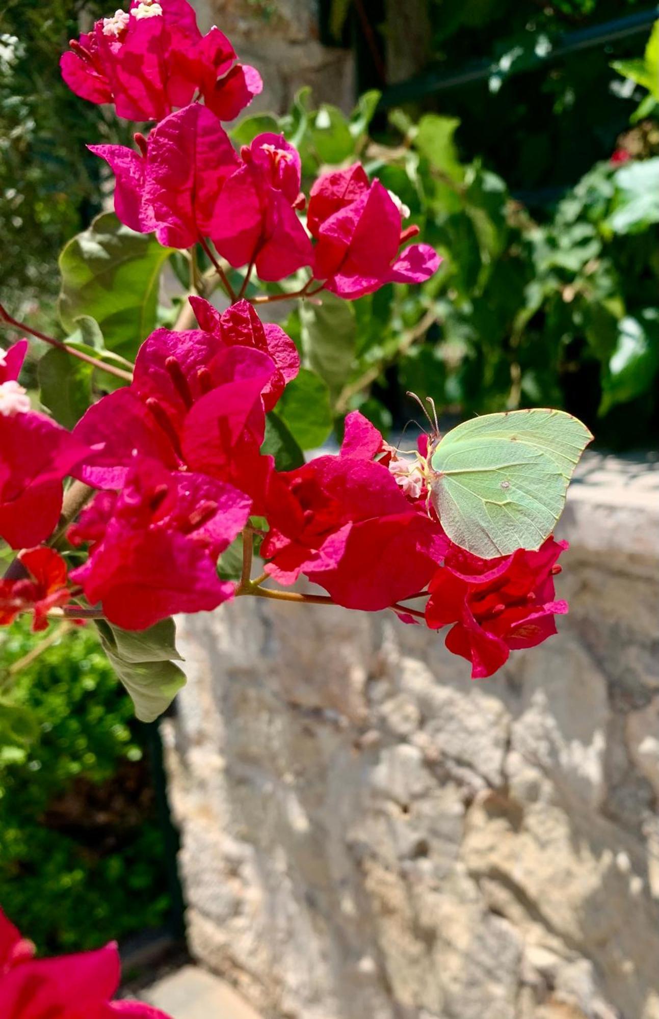 Aggelos And Thisbe Chania Suburbs Sea View Guest House Esterno foto
